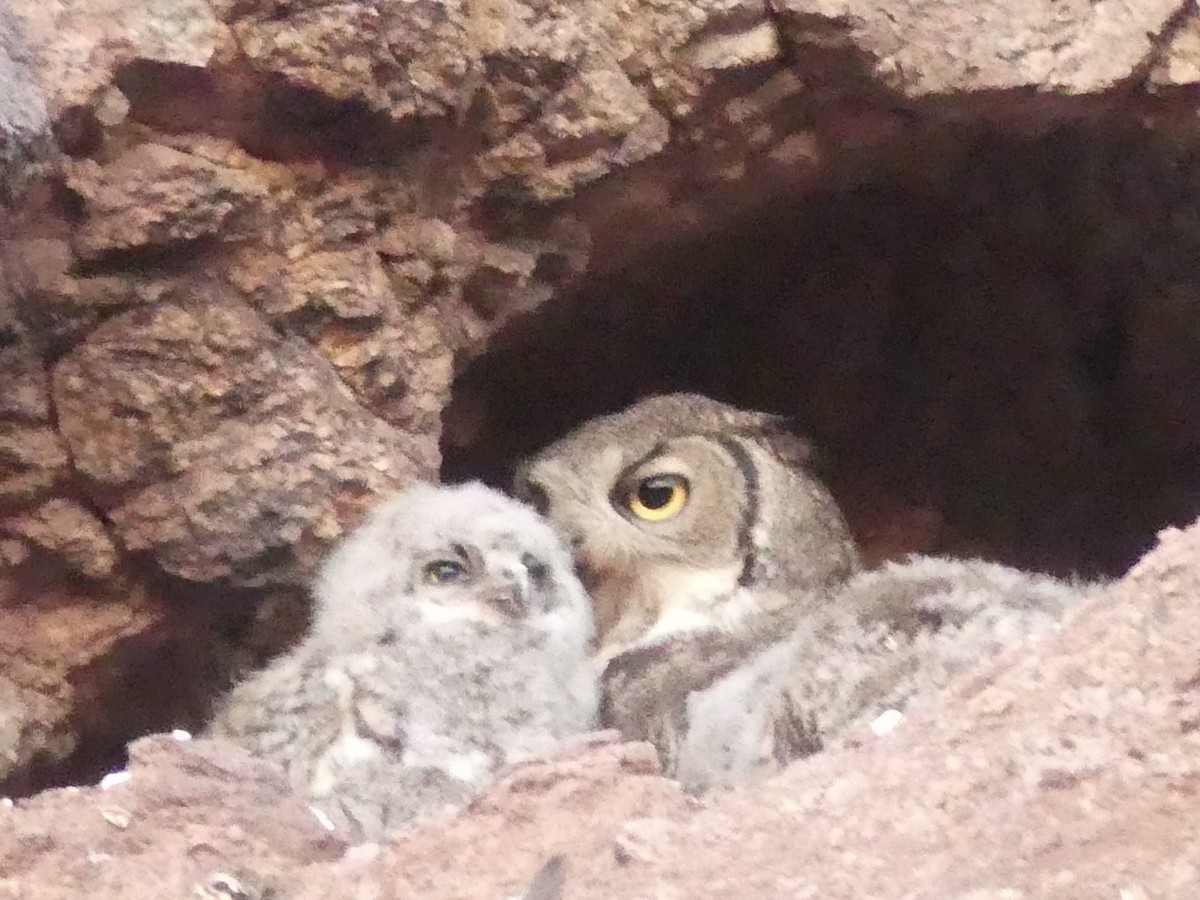 Great Horned Owl - Dennis Wolter