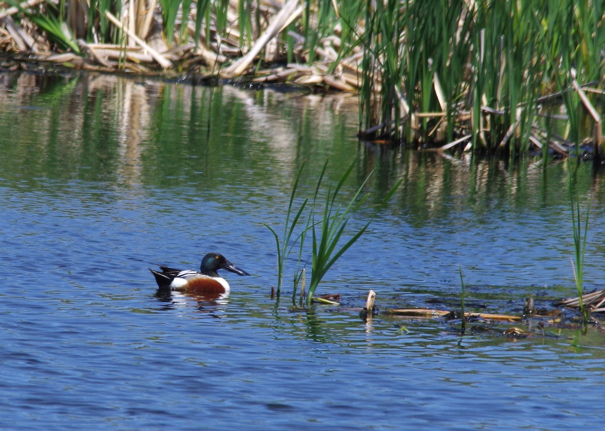 Northern Shoveler - Jeff Ogden