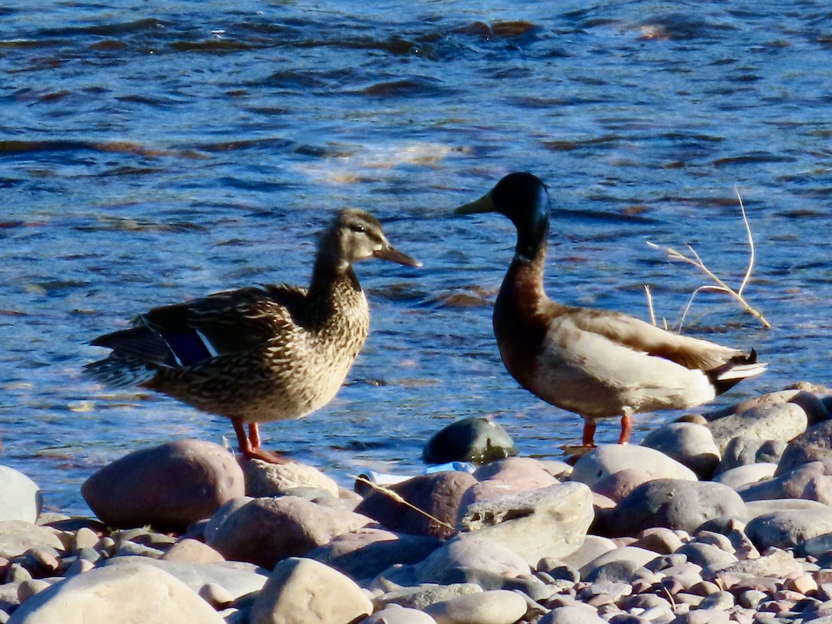 Mallard - Babs Buck