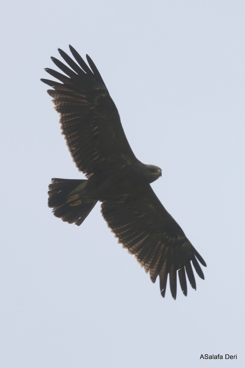 Lesser Spotted Eagle - Fanis Theofanopoulos (ASalafa Deri)