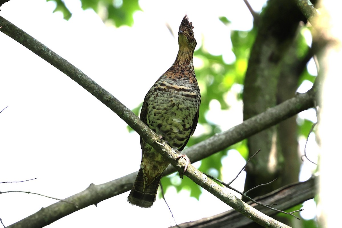 Ruffed Grouse - Philip Barden