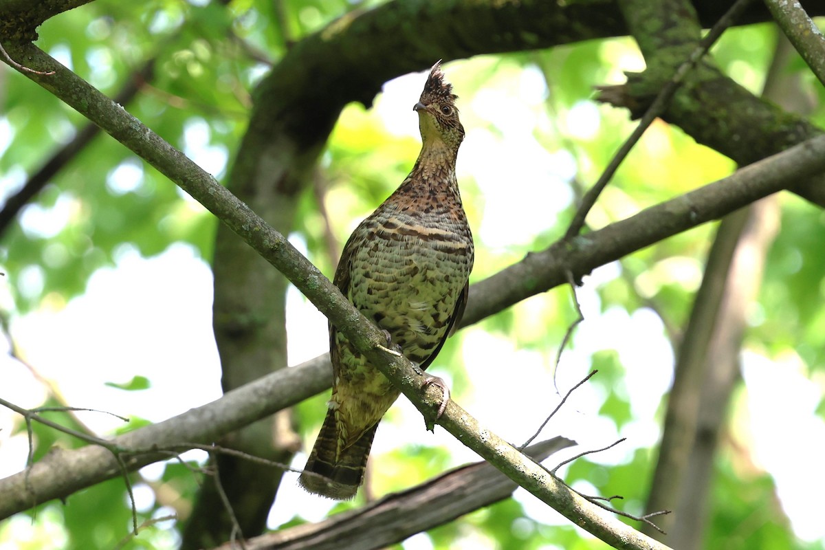 Ruffed Grouse - Philip Barden