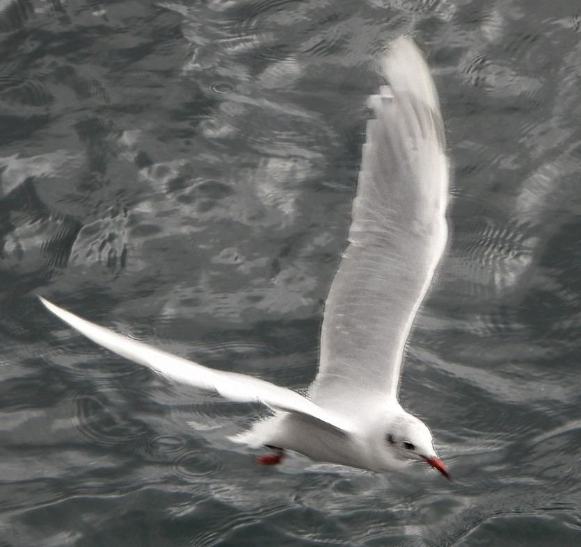 Brown-hooded Gull - Patricia Teague