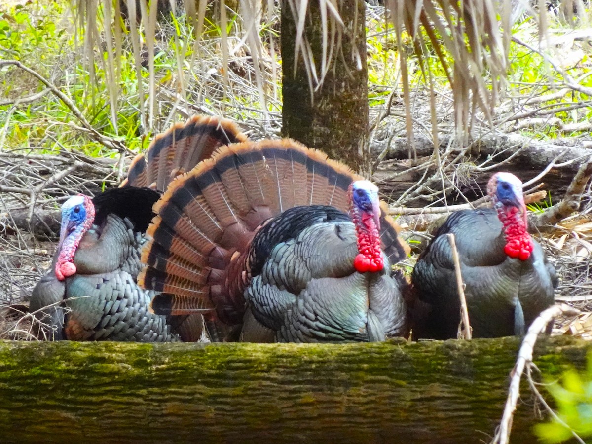 Wild Turkey - ami horowitz