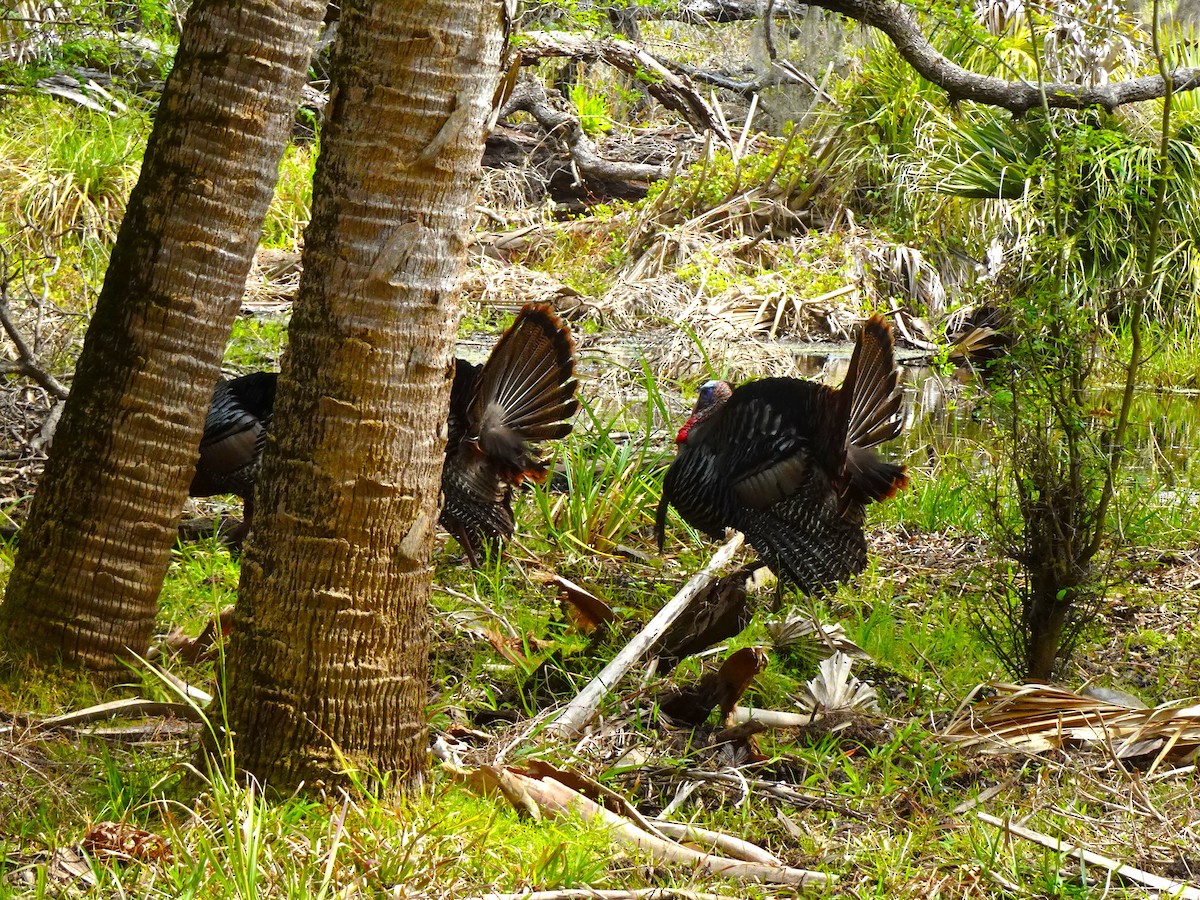 Wild Turkey - ami horowitz