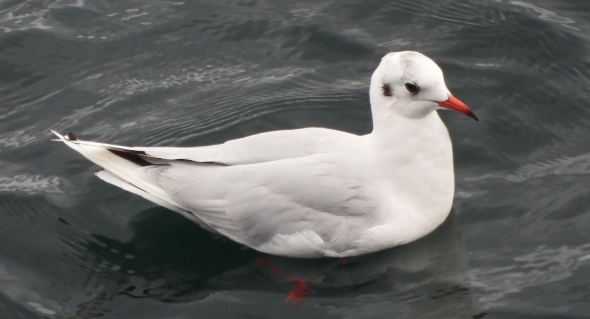 Brown-hooded Gull - Patricia Teague