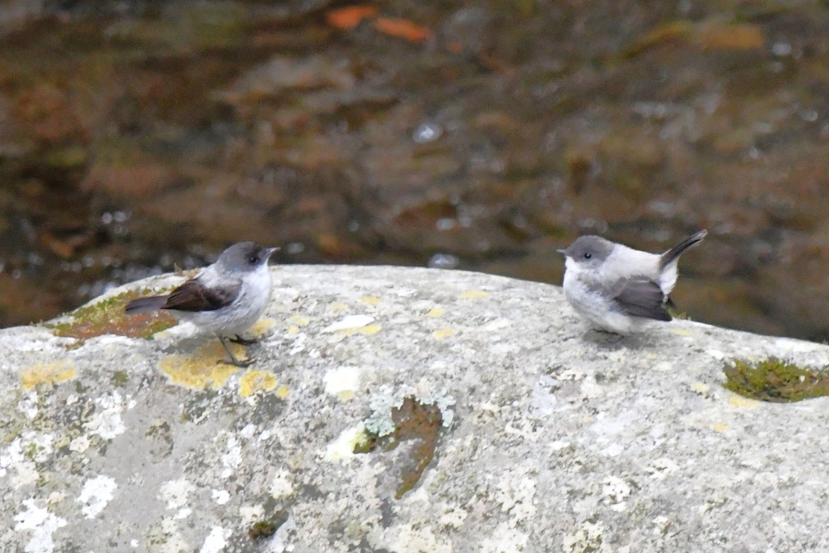 Torrent Tyrannulet - Dan Bormann