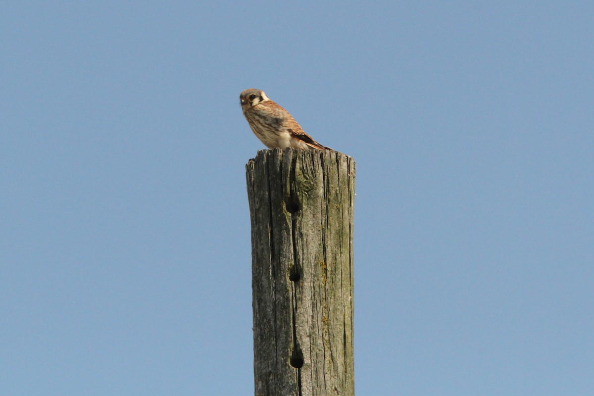 American Kestrel - Josh Duis