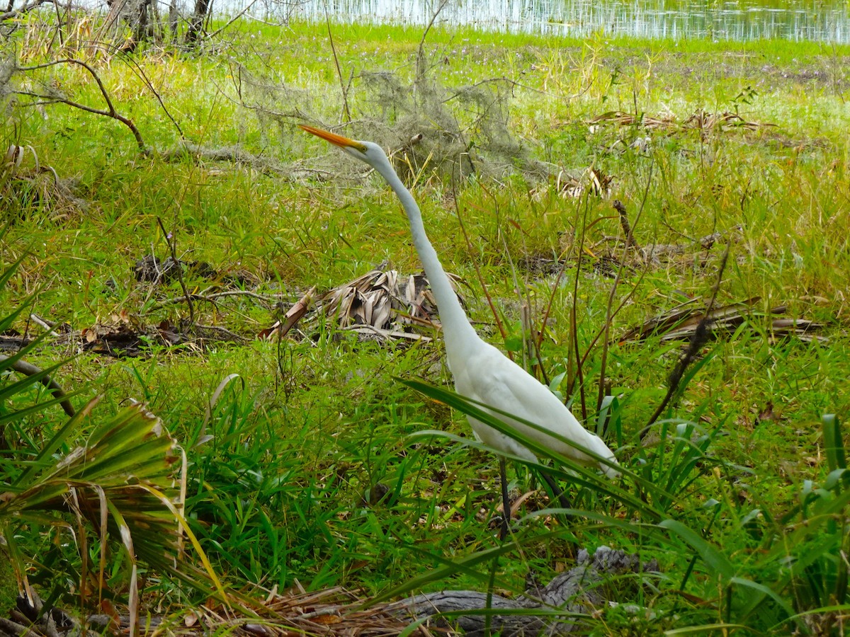 Great Egret (American) - ami horowitz