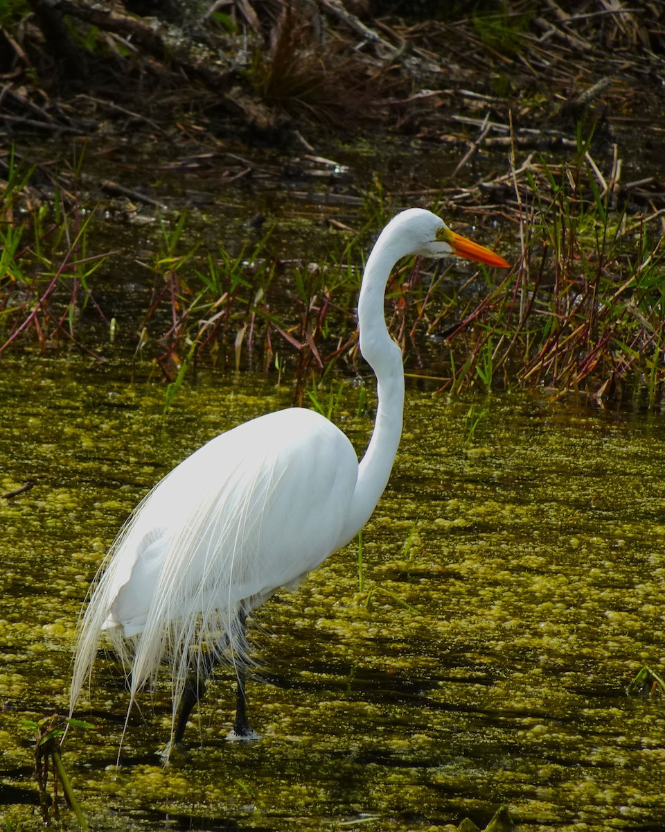 Great Egret (American) - ami horowitz