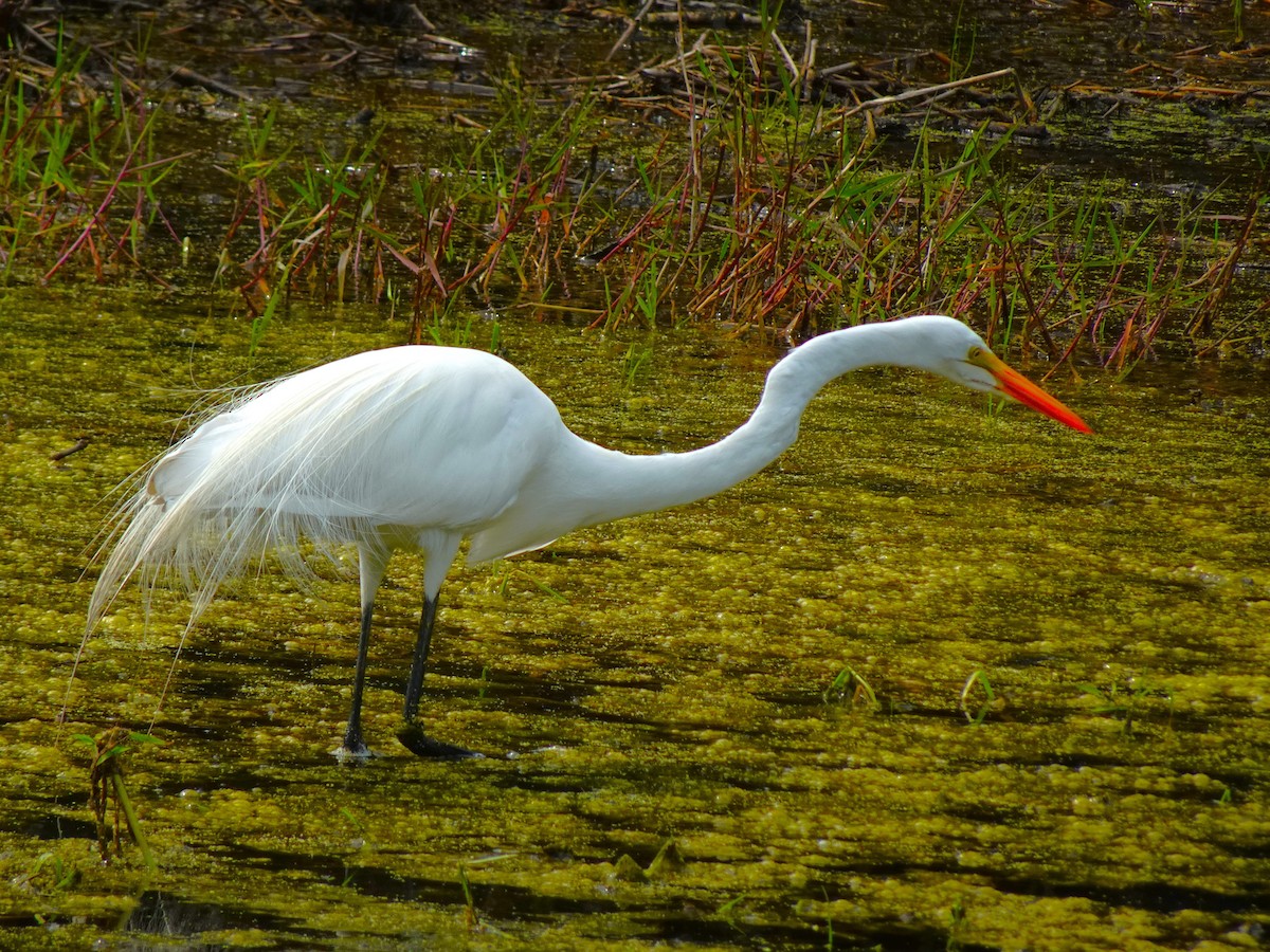 Great Egret (American) - ami horowitz