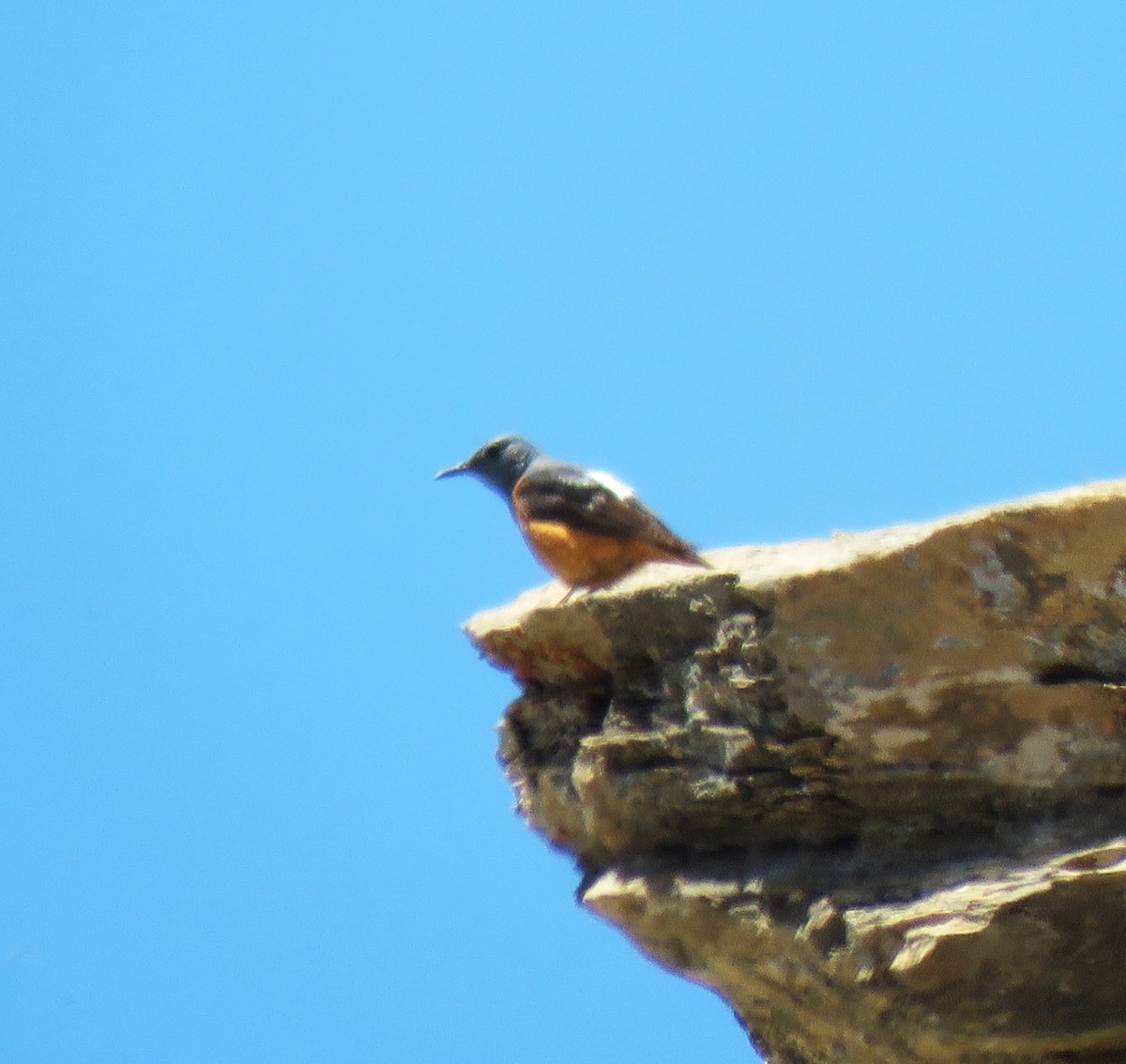 Rufous-tailed Rock-Thrush - Carmelo de Dios