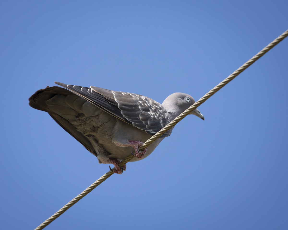 Spot-winged Pigeon - Caio Osoegawa