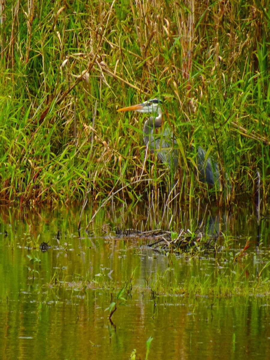 Great Blue Heron (Great Blue) - ML619448338