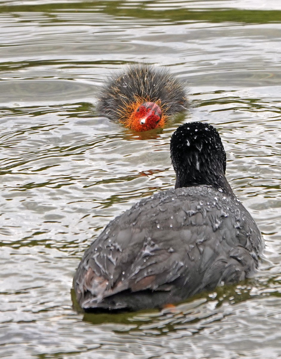 Eurasian Coot - Diane Drobka