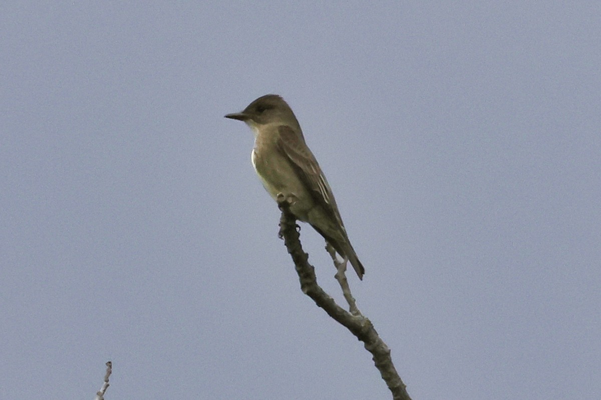 Olive-sided Flycatcher - ML619448342