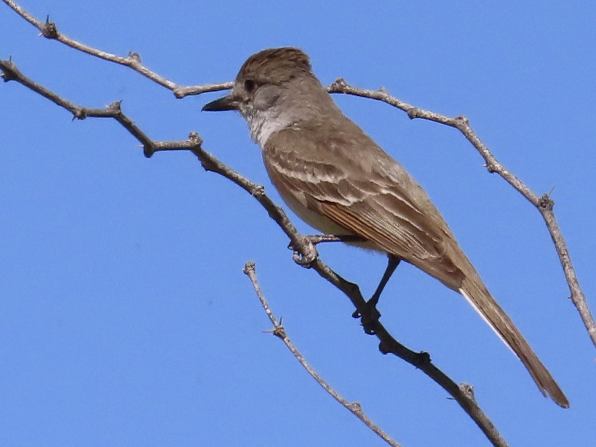 Ash-throated Flycatcher - ML619448345