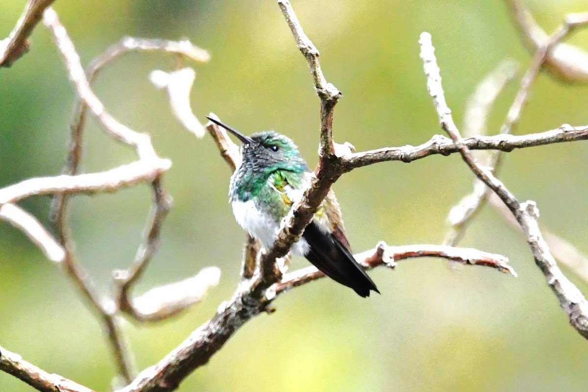 Snowy-bellied Hummingbird - Dan Bormann