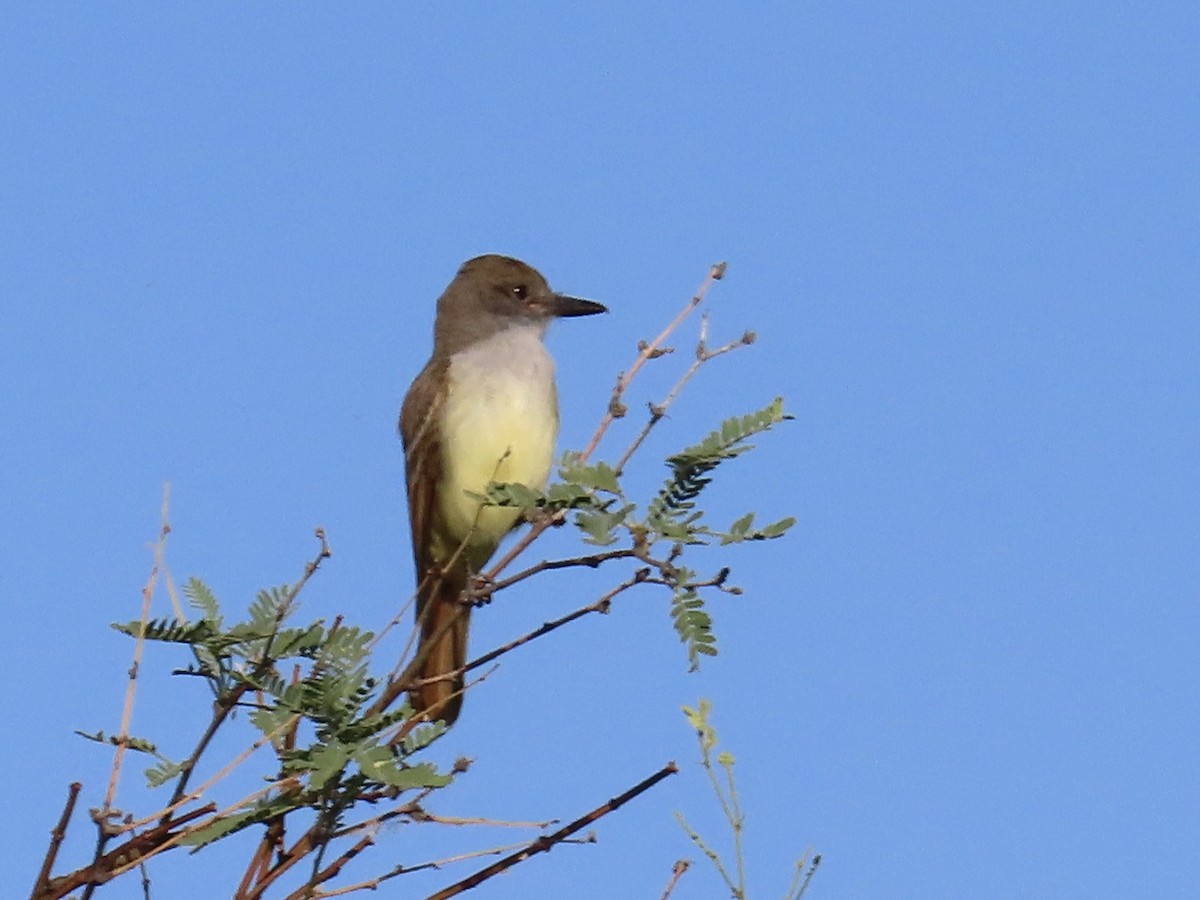 Brown-crested Flycatcher - ML619448362