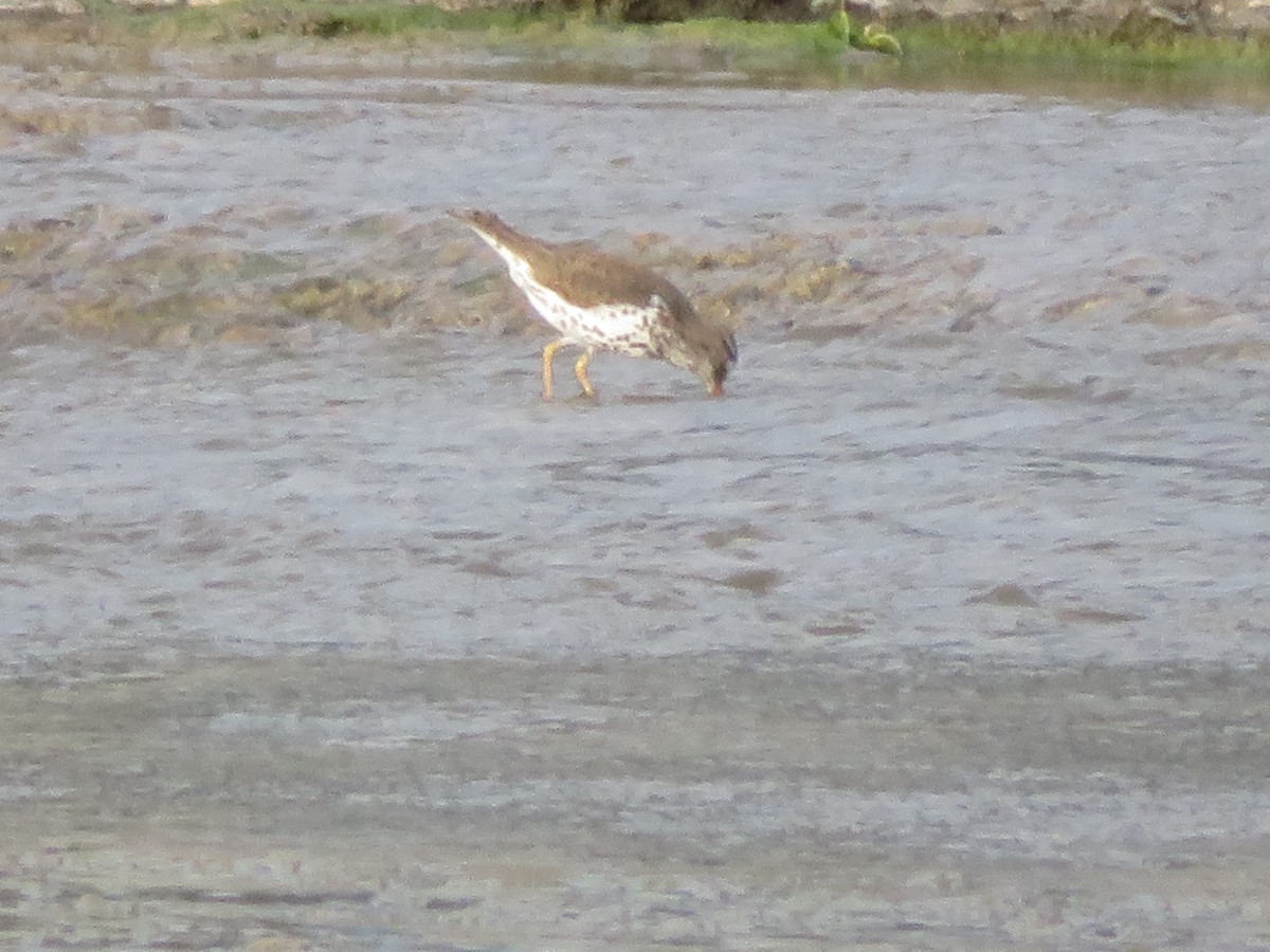 Spotted Sandpiper - ML619448363