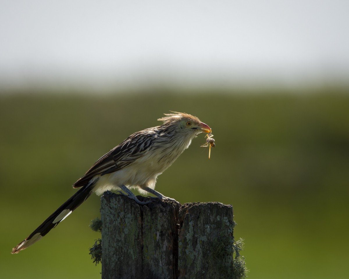 Guira Cuckoo - Caio Osoegawa