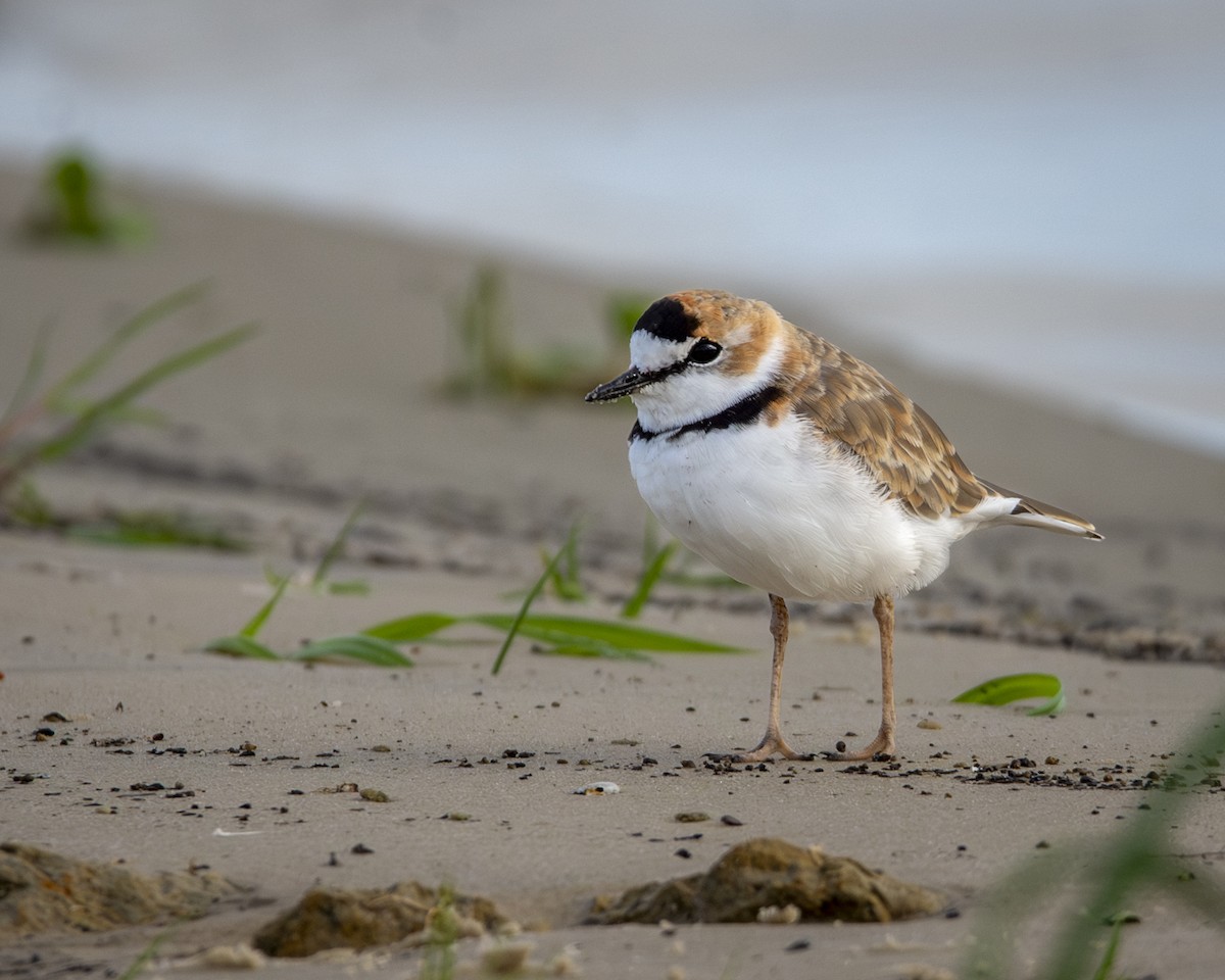 Collared Plover - Caio Osoegawa