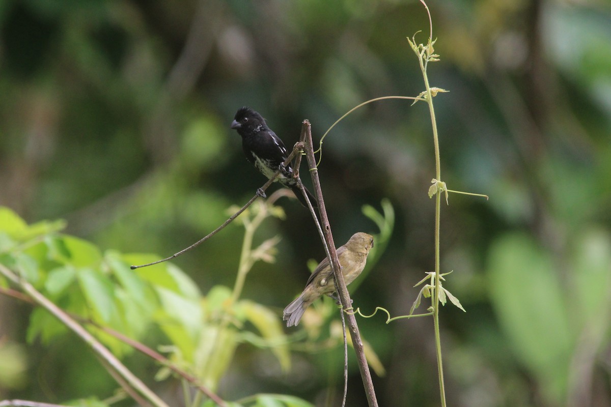 Variable Seedeater - Paul 🐈🔭🦜 Rodríguez @elpuma