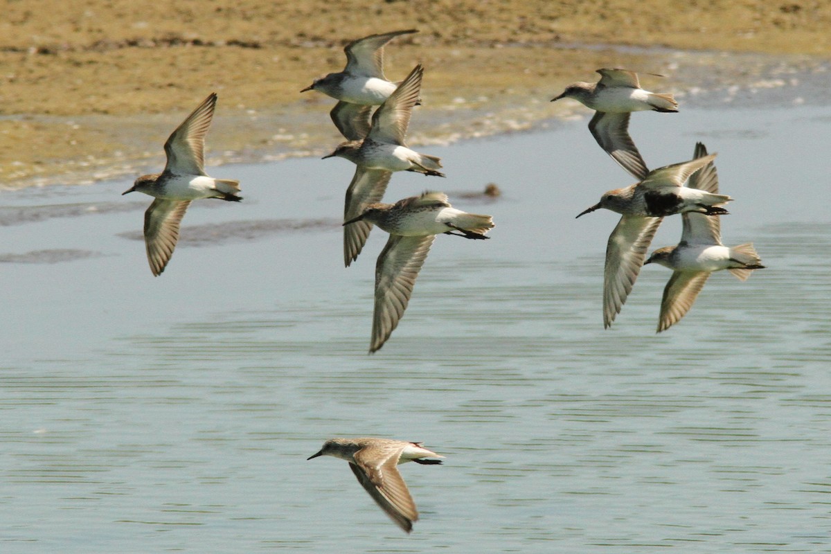 White-rumped Sandpiper - Josh Duis