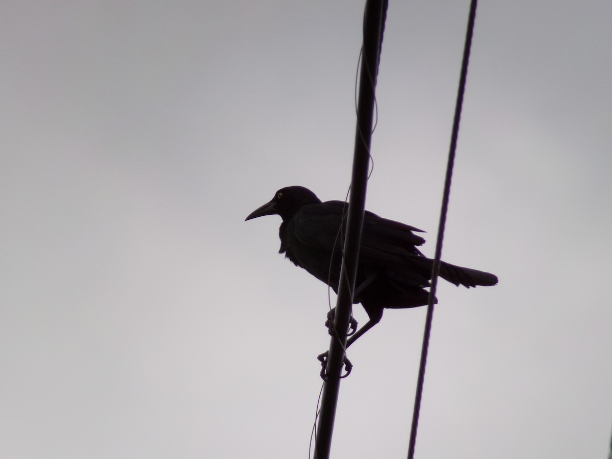 Great-tailed Grackle - Texas Bird Family