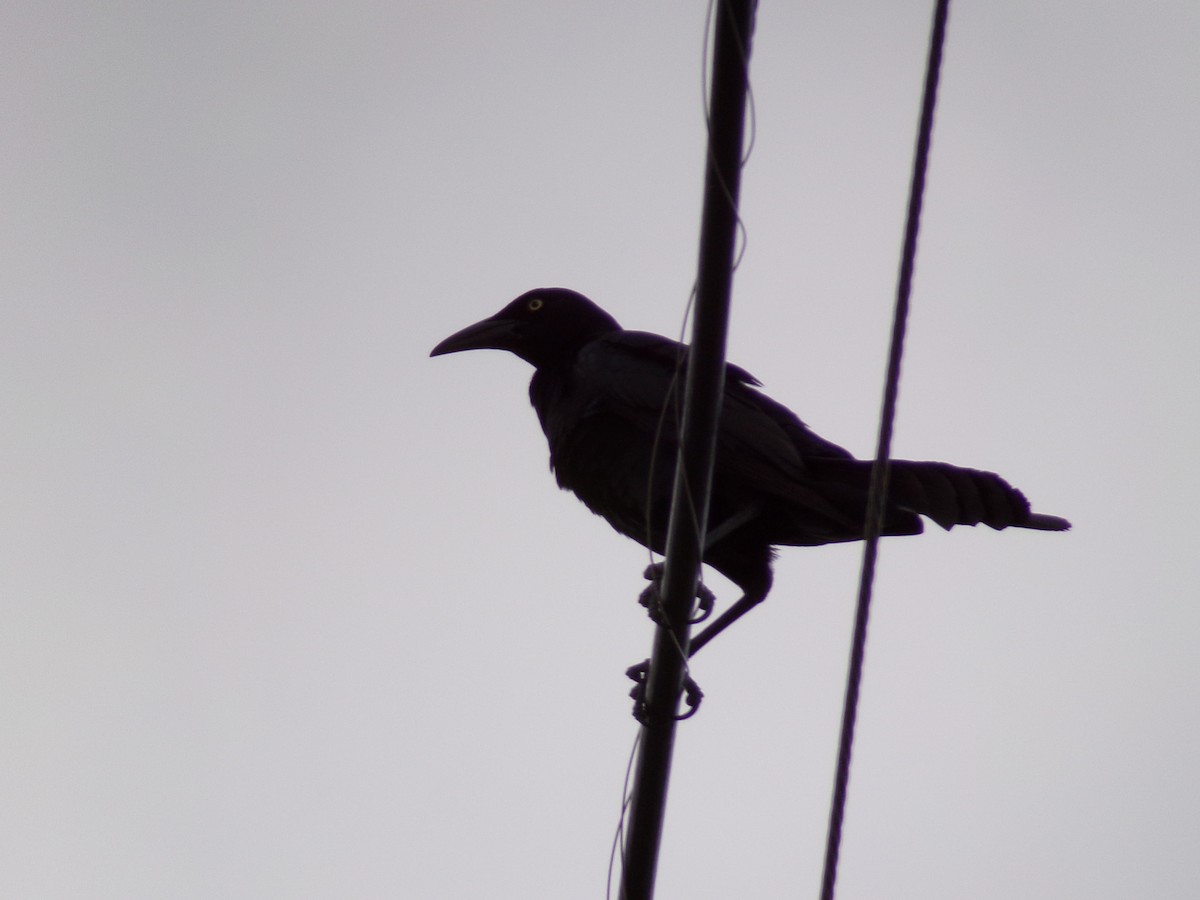 Great-tailed Grackle - Texas Bird Family