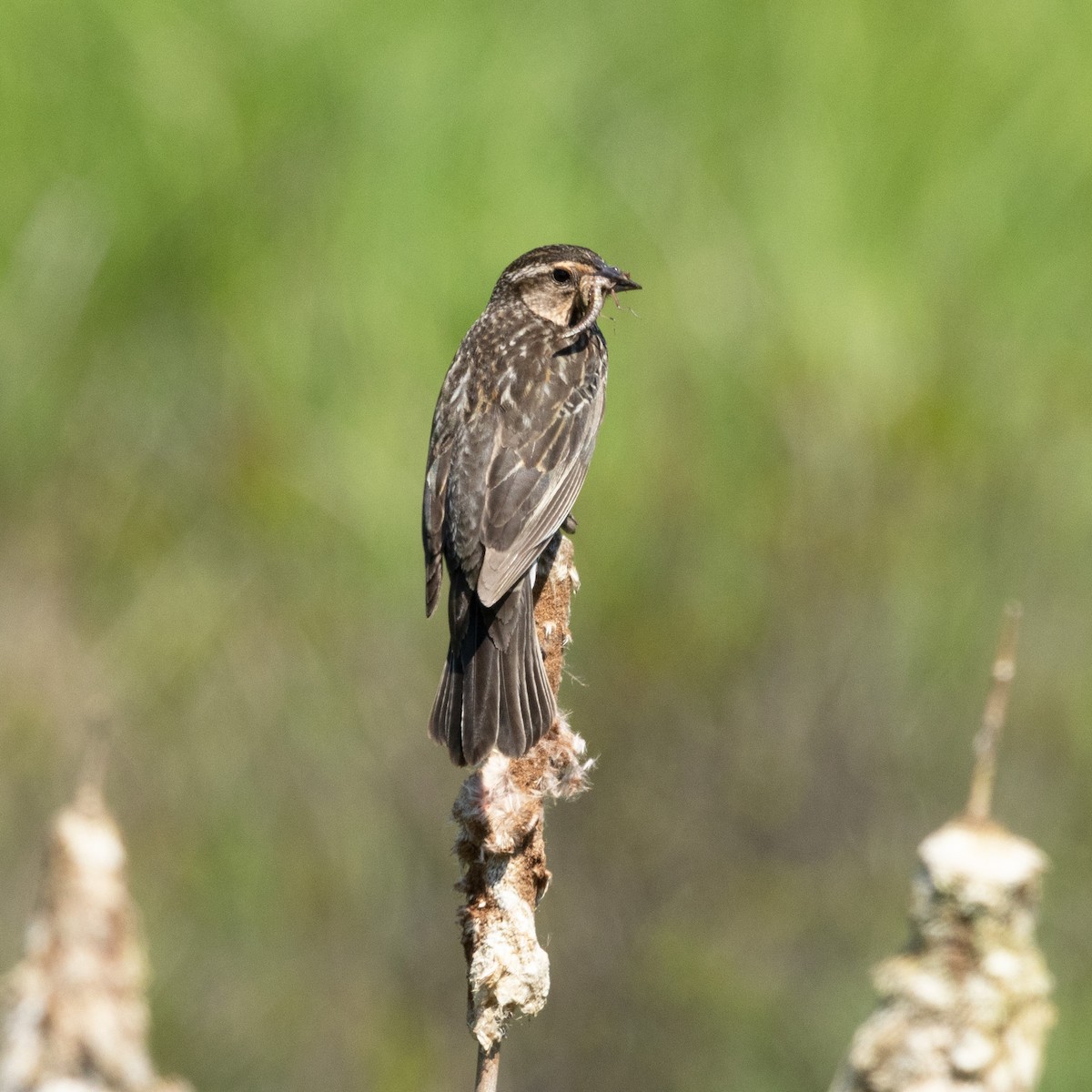 Red-winged Blackbird - Mary McKitrick