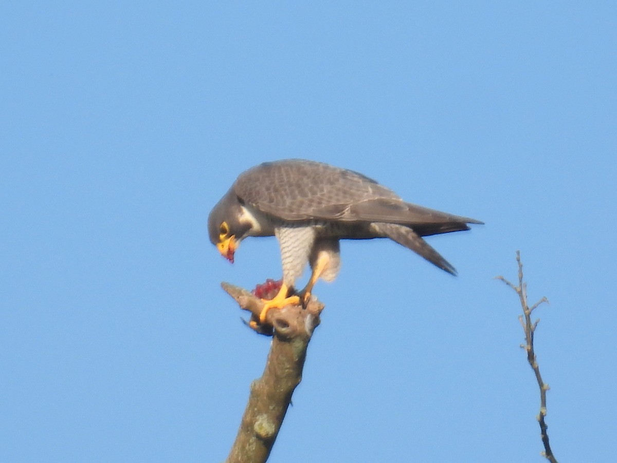 Peregrine Falcon (North American) - bob butler