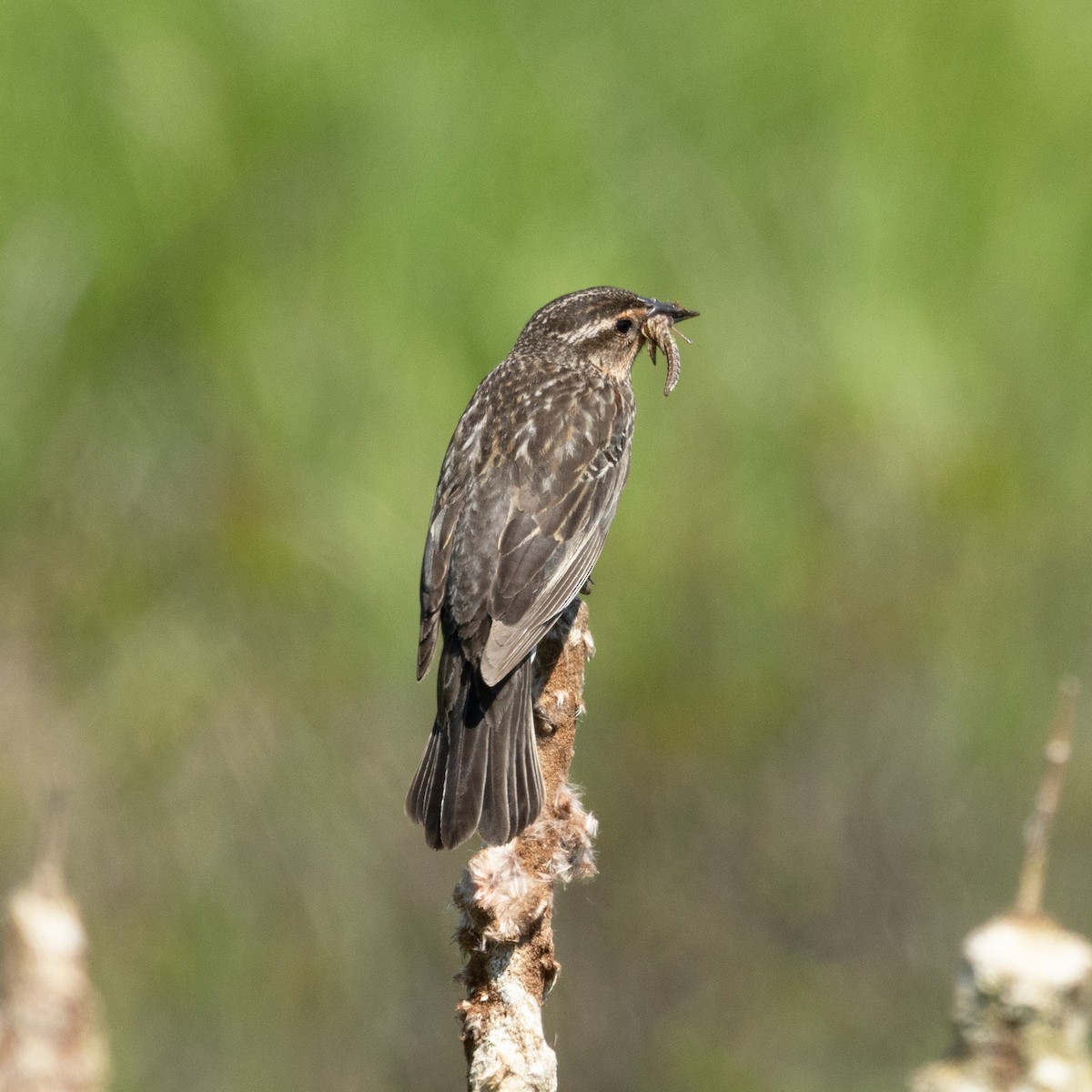 Red-winged Blackbird - Mary McKitrick