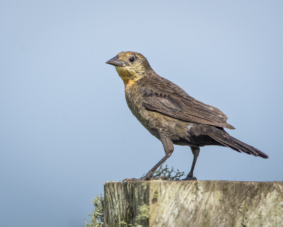 Chestnut-capped Blackbird - Caio Osoegawa