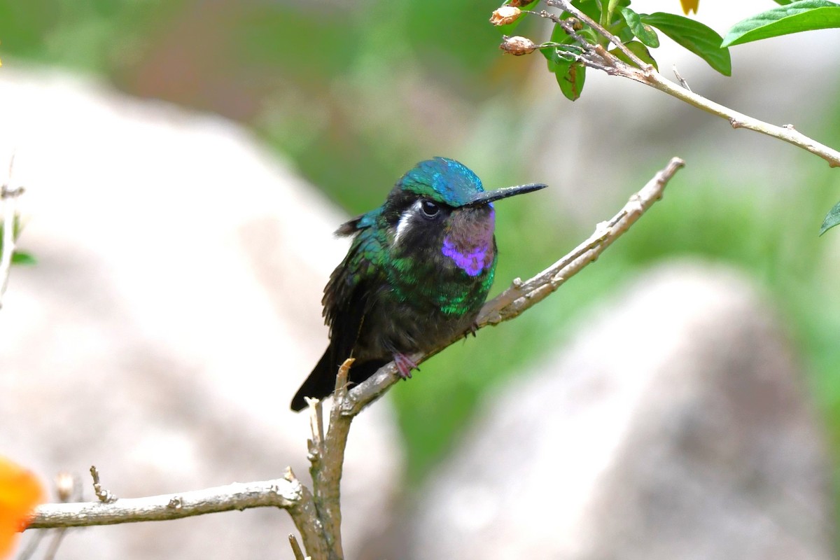 Purple-throated Mountain-gem - ML619448441