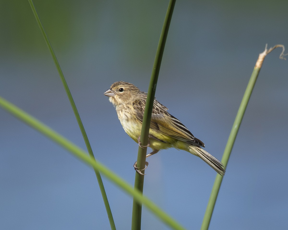 Grassland Yellow-Finch - Caio Osoegawa