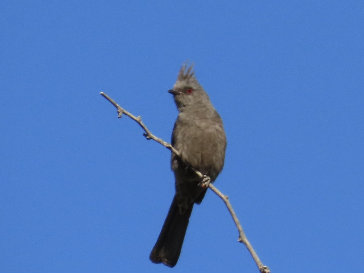 Phainopepla - Babs Buck