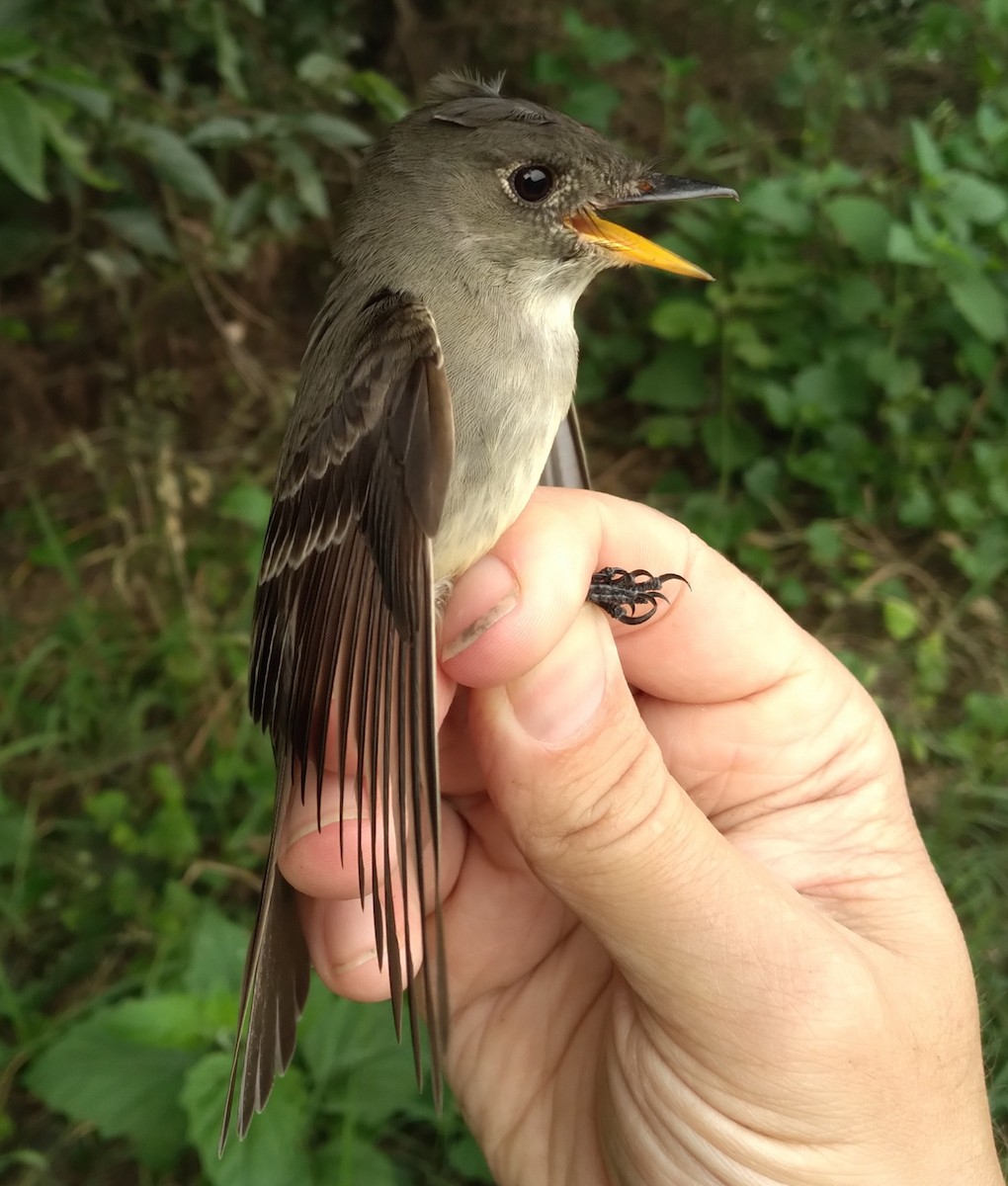 Eastern Wood-Pewee - Blaine Carnes