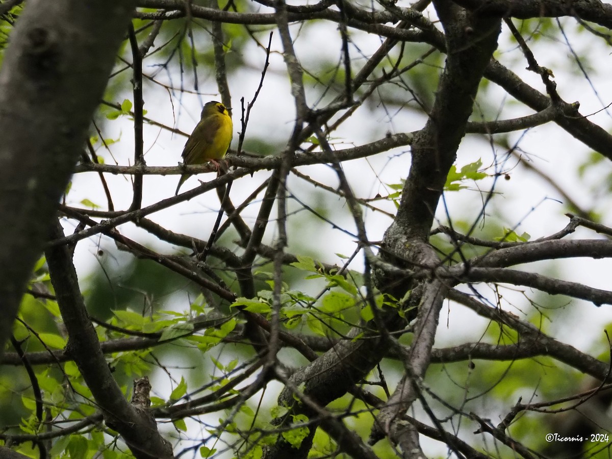 Kentucky Warbler - Rafael Campos-Ramírez