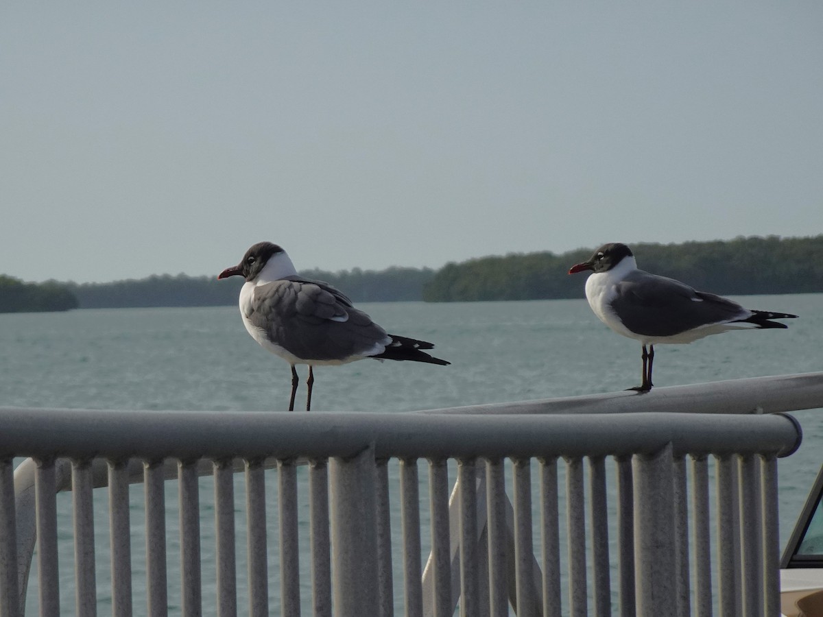 Gaviota Guanaguanare - ML619448455