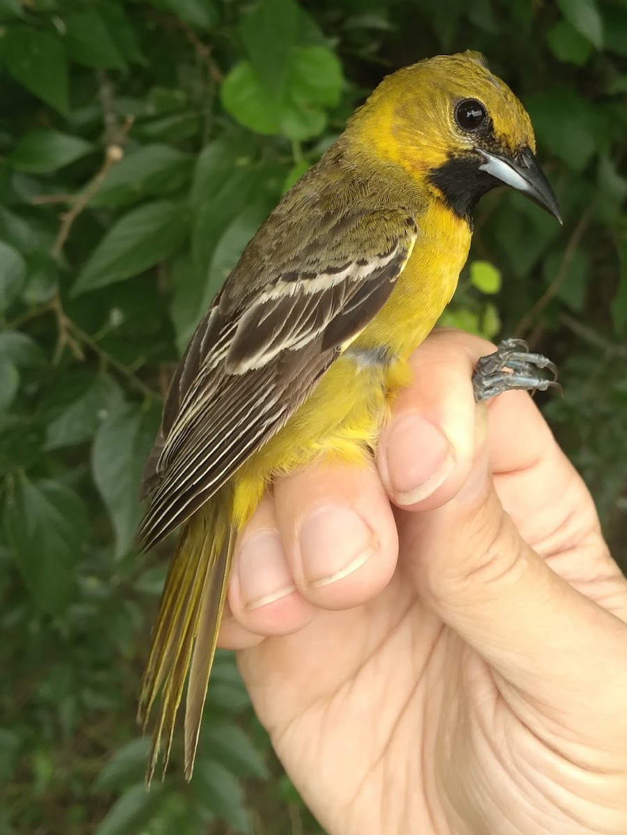 Orchard Oriole - Blaine Carnes