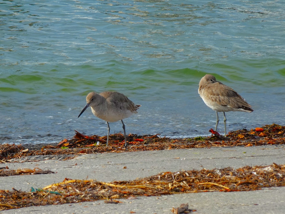 Willet - ami horowitz