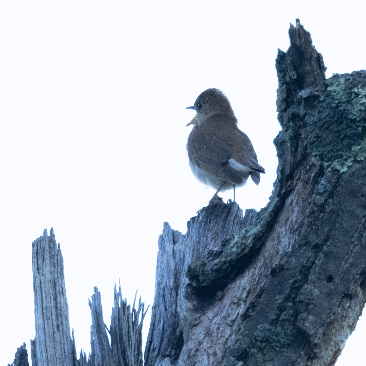 Veery - Mary McKitrick