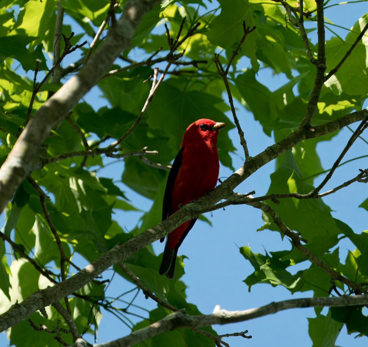 Scarlet Tanager - ML619448476