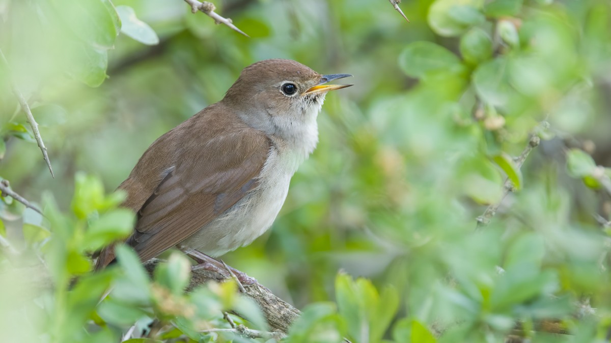 Common Nightingale - ML619448484