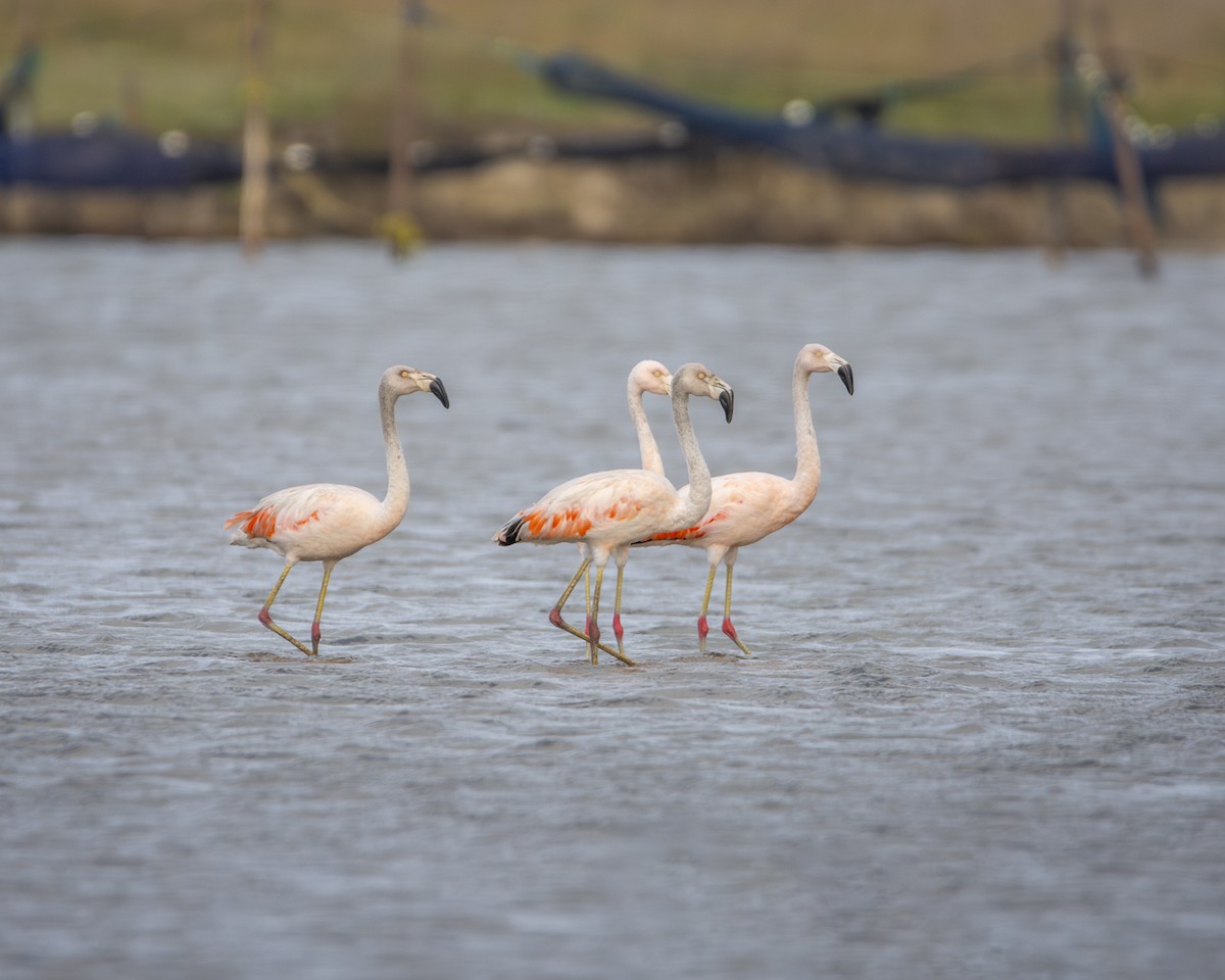 Chilean Flamingo - Caio Osoegawa