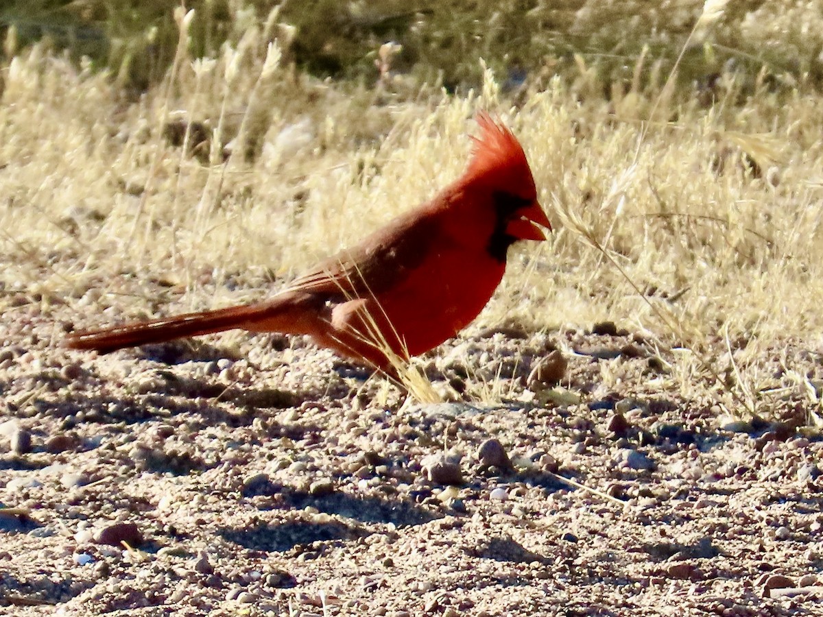 Cardinal rouge - ML619448490