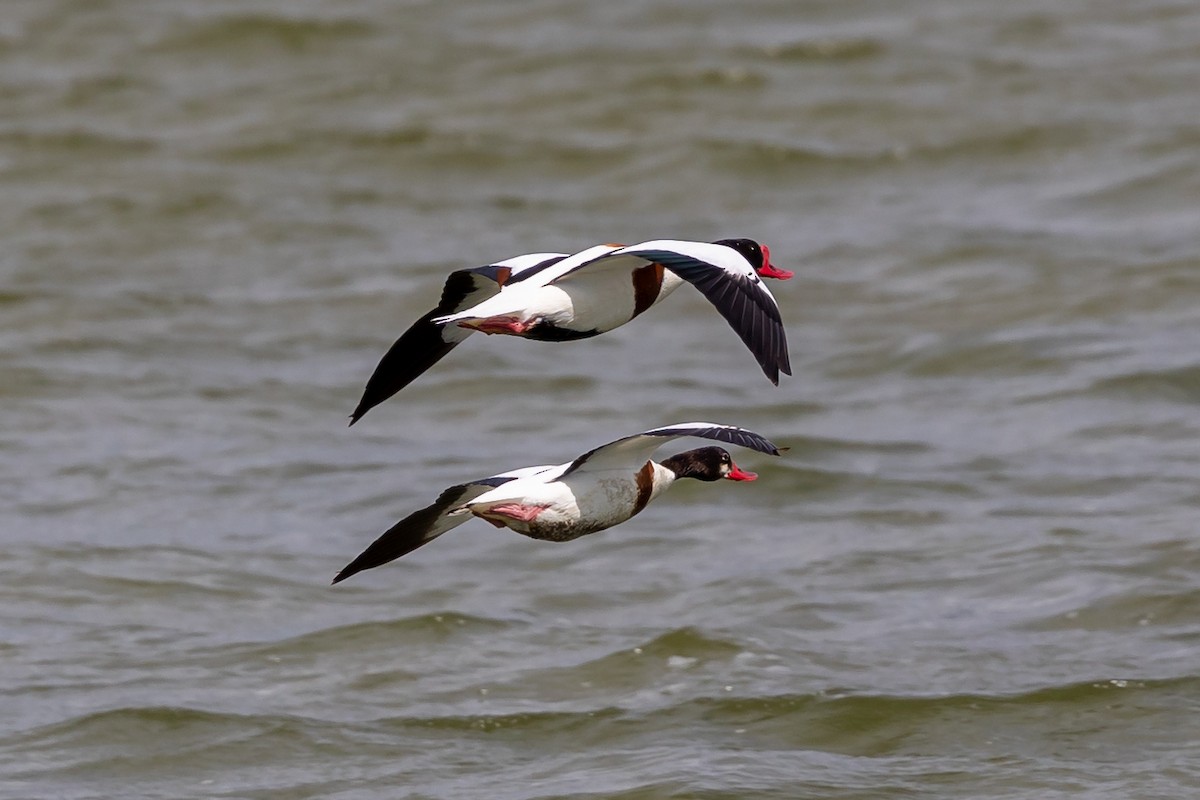 Common Shelduck - Nikos Mavris