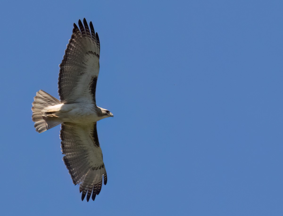 Red-tailed Hawk - Anne Heyerly