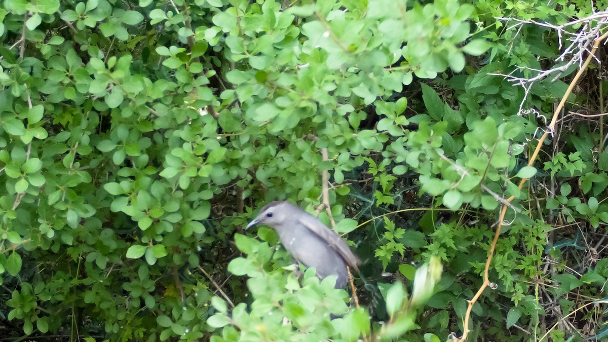 Gray Catbird - ML619448498